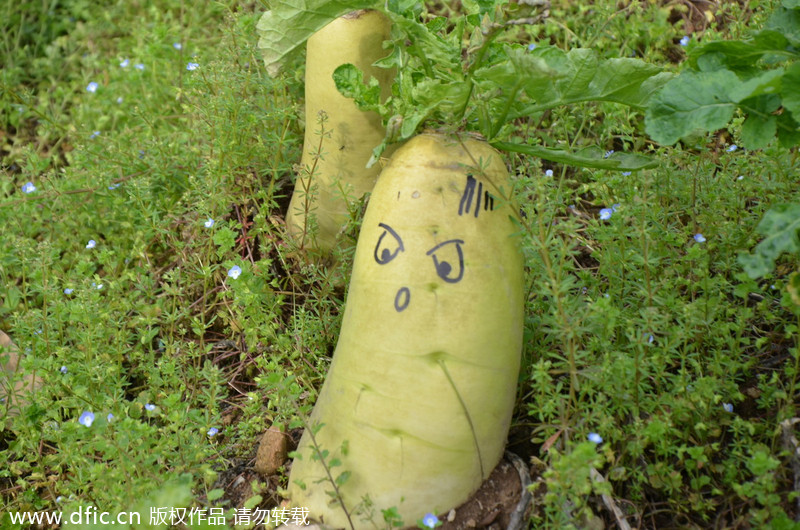 Artist gives new life to radishes