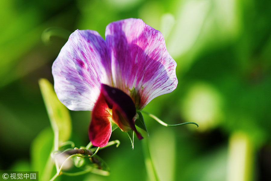 踏青季：春天盛開的9種鮮花 哪一種最美？（組圖）