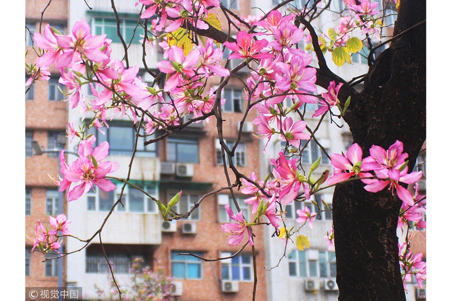 踏青季：春天盛開的9種鮮花 哪一種最美？（組圖）