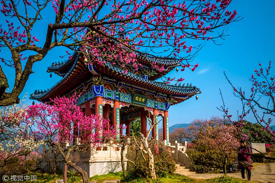踏青季：春天盛開的9種鮮花 哪一種最美？（組圖）