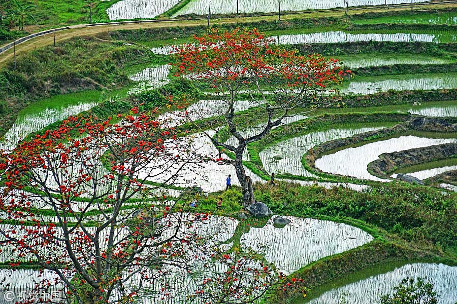 踏青季：春天盛開(kāi)的9種鮮花 哪一種最美？（組圖）