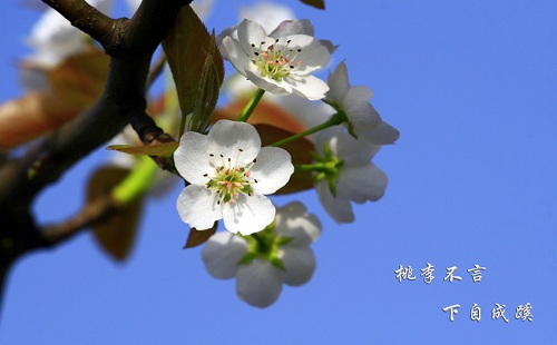 “桃李不言，下自成蹊”
