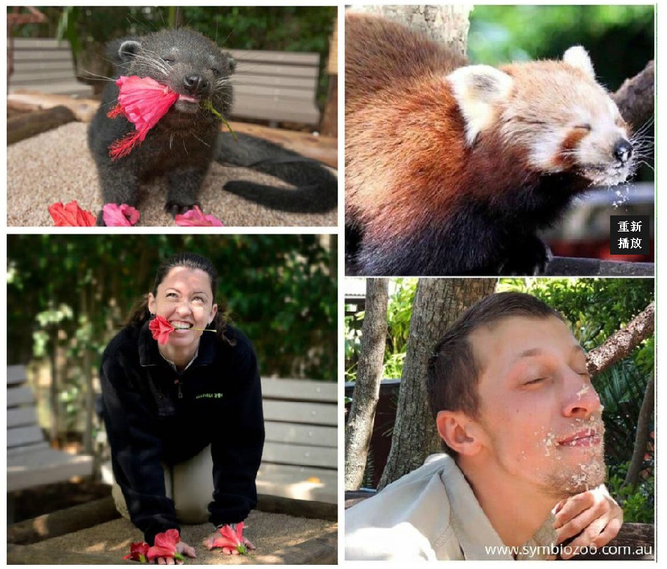 腦洞大開！澳大利亞飼養(yǎng)員模仿動物大賽