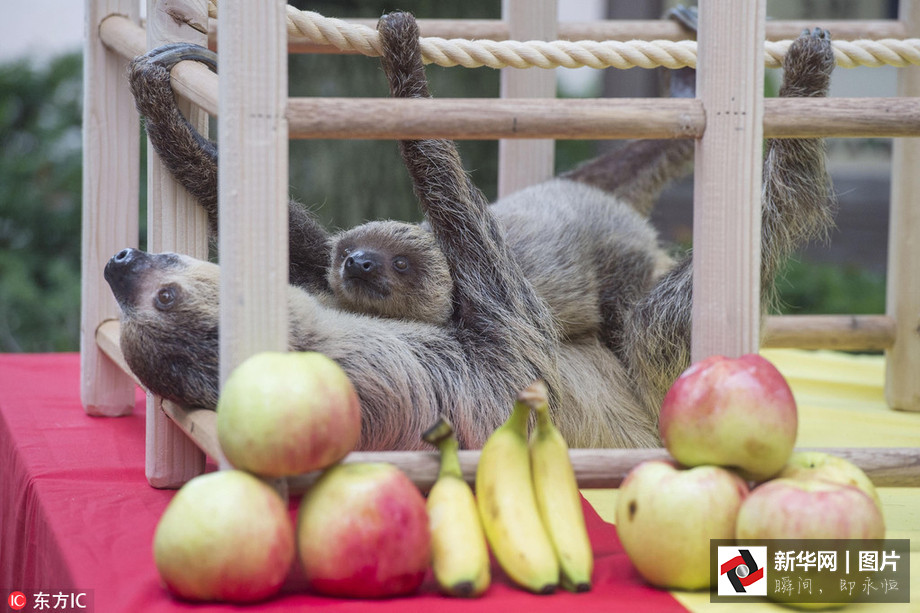 吃得開心！韓國動物園大熊貓?zhí)崆跋硎芄?jié)日大餐（組圖）