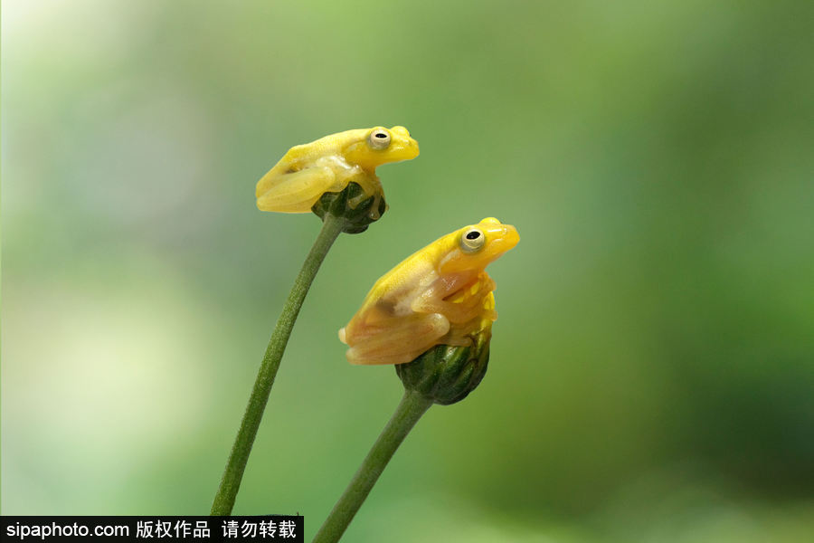 你的“蛙兒子”回來了嗎？盤點動物界佛系蛙日常萌照（組圖）