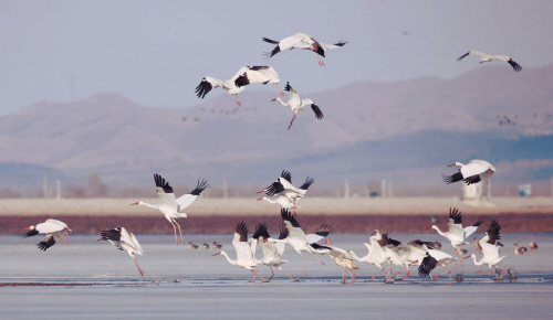 Siberian cranes arrive at Huanzidong National Wetland Park