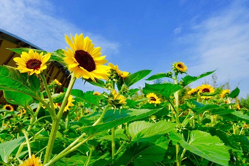 Flower and fruit exhibition launches in Sheshan